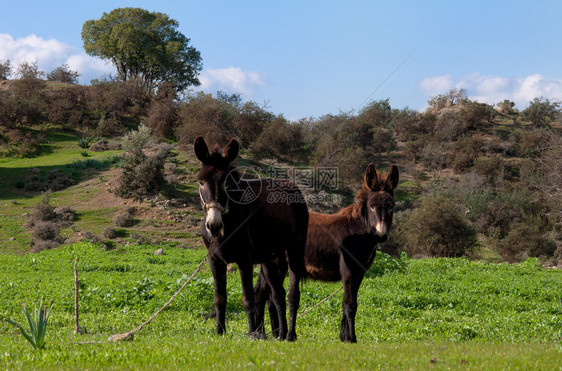 两头毛驴在绿草上是塞浦图片