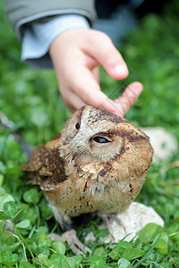 在草地的石头上轻抚摸着一只小童子手的猫头鹰Otusl图片