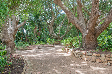 开普敦纽兰Kirstenbosch植物园的阴暗图片