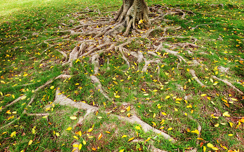 榕树林的根图片