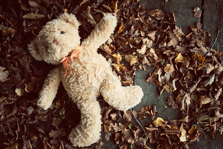 秋叶上的泰迪熊图片