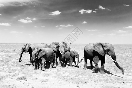 非洲象社会围绕由大约十只密切相关的雌及其小牛组成的家庭单位安排图片