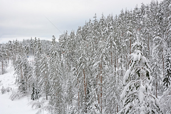 冬季森林山上有雪图片