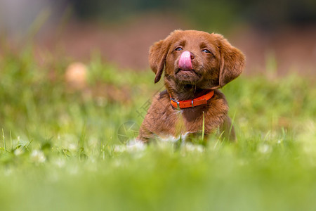 可爱的棕色小狗舔鼻子在草地后院图片