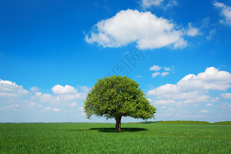 蓝天白云绿田中的一棵树图片