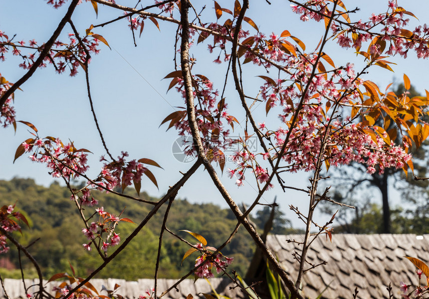 喜马拉雅山樱桃花的粉红花朵在泰图片