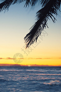 黄昏时棕榈树在澳大利亚金海岸的Snappe背景图片