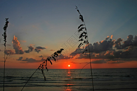 晚霞夕阳一些芦苇与海洋上的日落背景