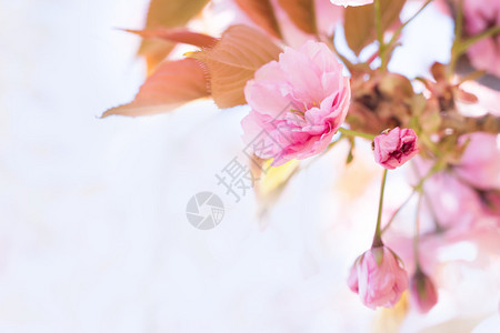 樱花之春天的花园春天的背景图片