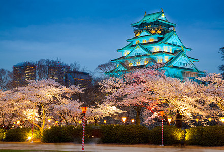 大阪城堡晚上樱花盛季图片