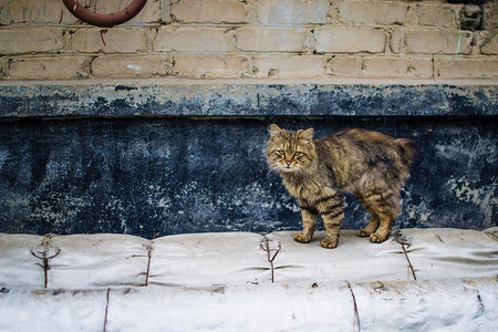 街上的猫背景图片