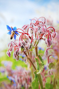 一只蜜蜂从花蓝琉璃苣中吸食花蜜图片