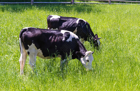 奶牛在草地上吃草图片