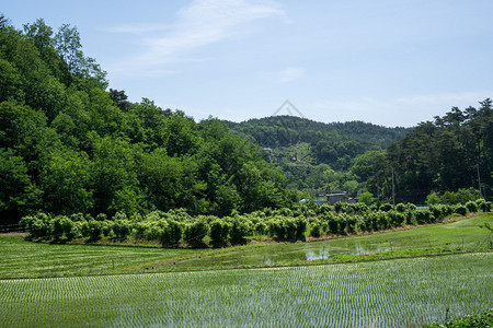 小稻田环绕着山丘和山丘在黑洞帮派原图片