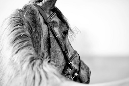 一匹体育种马的黑白肖像在缰绳图片
