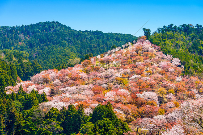 吉野山娜拉图片