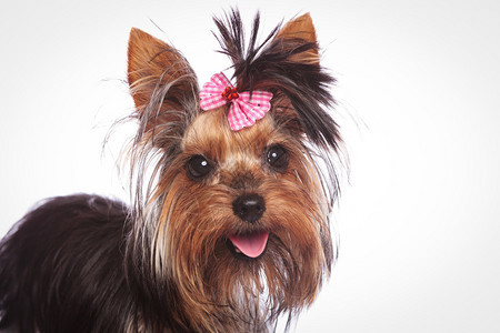 一只可爱的约克郡小狗紧闭头发上有粉图片