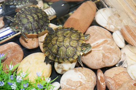 水族馆里的两只小乌龟背景图片