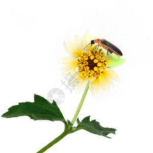 萤火虫栖息在白色背景上的花孤立图片