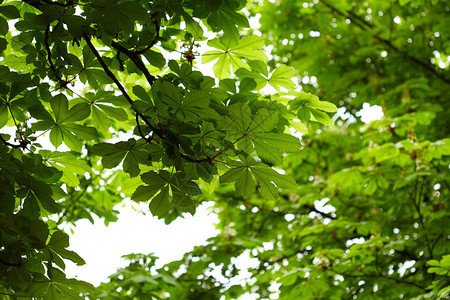 栗树的绿叶自然背景图片
