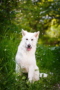 白西犬牧狗图片