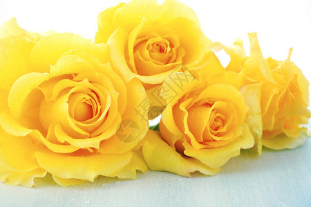美丽的黄玫瑰爱情和友谊的象征在生图片