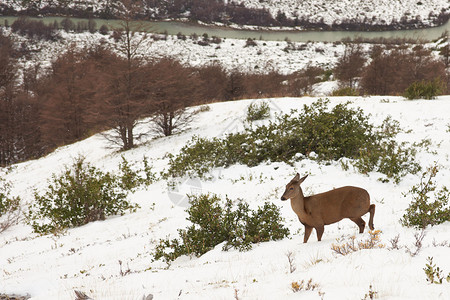 智利TorresdelPaine公园冬季山边深雪中的GuemalHippocamelusburculs图片