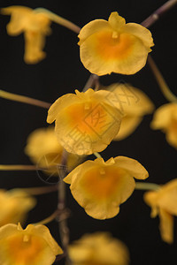 YelloW蜜芳香兰花dentrobiumlindleyi图片