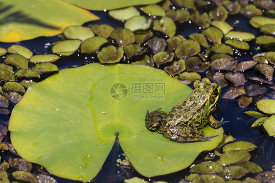 湿地绿青蛙图片