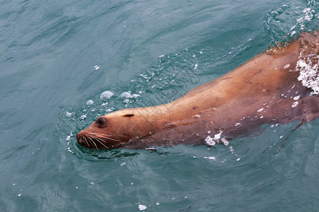 野生沙哈林海狮背景图片