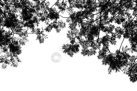 黑白两树枝图片