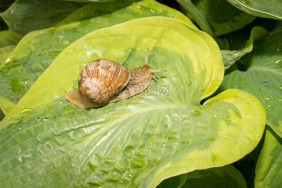玉簪叶上的蜗牛图片