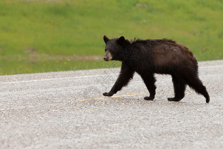年轻的美国黑熊美洲熊属湿毛图片
