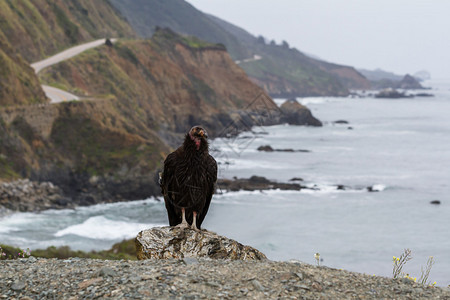 一个野生加州神鹰与经典海岸景在大南图片