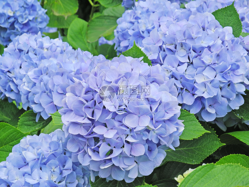 绣球花是深根的还是浅根了?