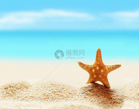 夏季海滩海边的海星图片