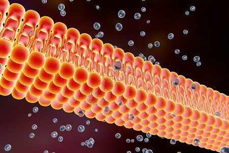 细胞膜脂质双层液体分子通过细胞膜扩散的数字图示细胞膜的微观视图生物学背图片
