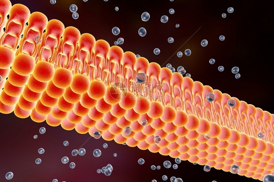 细胞膜脂质双层液体分子通过细胞膜扩散的数字图示细胞膜的微观视图生物学背图片