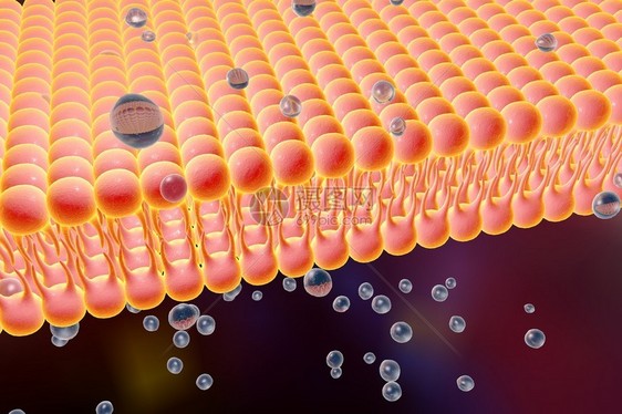 细胞膜脂质双层液体分子通过细胞膜扩散的数字图示细胞膜的微观视图生物学背图片