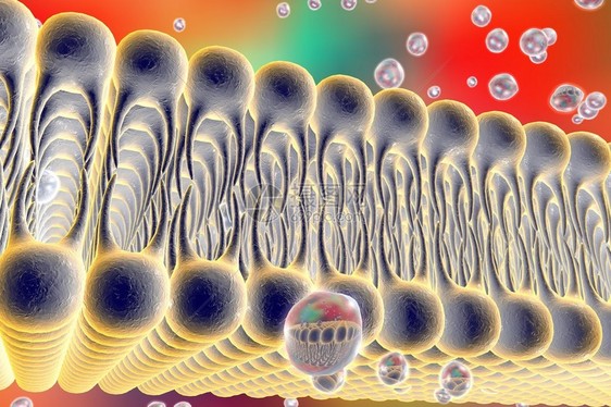 细胞膜脂质双层液体分子通过细胞膜扩散的数字图示细胞膜的微观视图生物学背图片