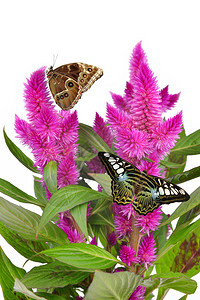 鸡冠花植物与蝴蝶图片