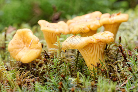 绿色苔藓中的黄色鸡油菌群背景图片