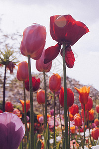 美丽的彩色花朵图片