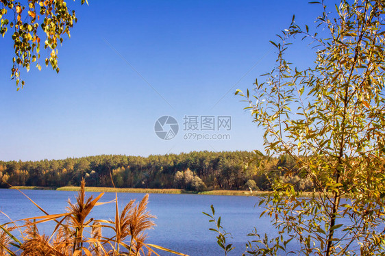 在大湖的岸边有黄叶树水中反射着图片