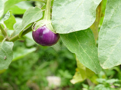天然紫茄子蔬菜种植园灌木图片
