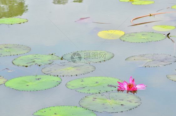 湖中的莲花图片