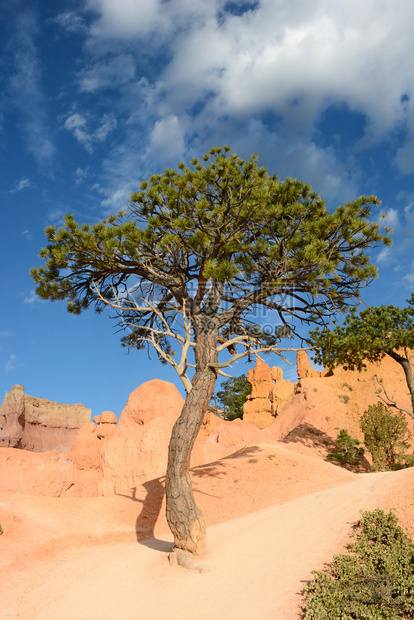 BryceCanyon公园皇后园道一带的布图片