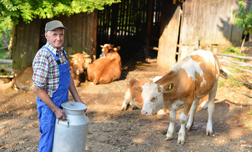 农夫正在用奶牛和拿着大牛奶容器罐的有机农场工作模特是真正图片