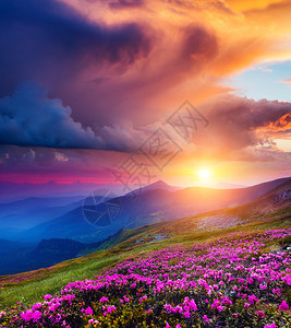 夏季山上神奇的粉红色罗多德伦花朵的美景风暴前戏剧横扫天空喀尔巴阡山脉图片