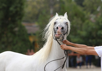 育种者握着一匹神经紧张的马在马场图片